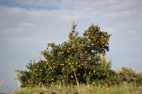 Top view orange tree Stock-Fotos