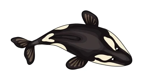 Top view orca whale icon animation Stock Footage 152555691