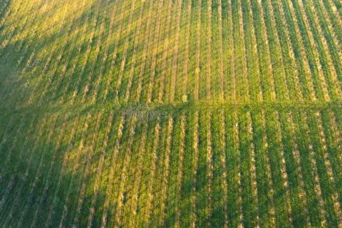 Top view of the orchards with apple trees. Lots of young trees in autumn Foto stock