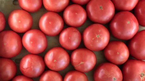 Top View of Organic Red Tomatoes. Slider Shot. Video stock 293786700