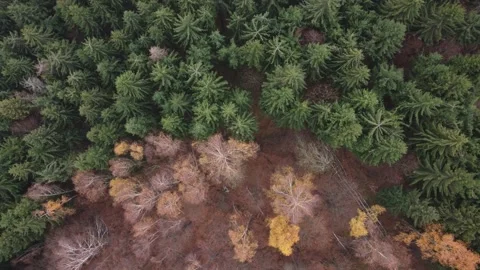 Top view over colorful pine and deciduous forest in the warm sunrise light	 Stock Footage 234517081