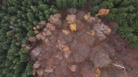 Top view over colorful pine and deciduous forest in the warm sunrise light	 Stock Footage 234517082