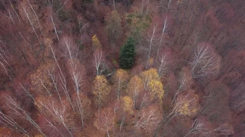 Top view over colorful pine and deciduous forest in the warm sunrise light	 Stock Footage 234517084