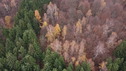 Top view over colorful pine and deciduous forest in the warm sunrise light	 Stock Footage 234517130