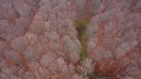 Top view over colorful pine and deciduous forest in the warm sunrise light	 Stock Footage 234517132