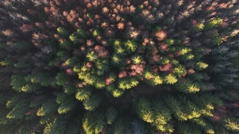 Top view over colorful pine and deciduous forest in the warm sunrise light	 Stock Footage 234517212