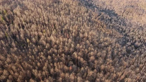 Top view over colorful pine and deciduous forest in the warm sunrise light	 Stock Footage 234517358
