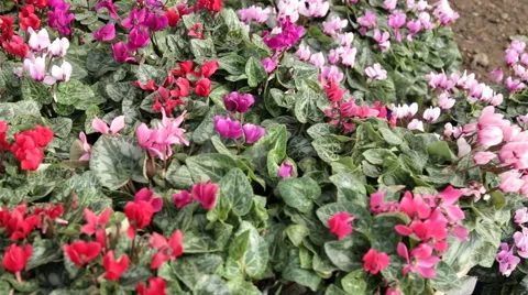Top view over Cyclamen plants Stock Footage 56606682