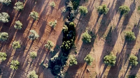 Top view over a field of olive trees with reddish earth Stock Footage 313273004