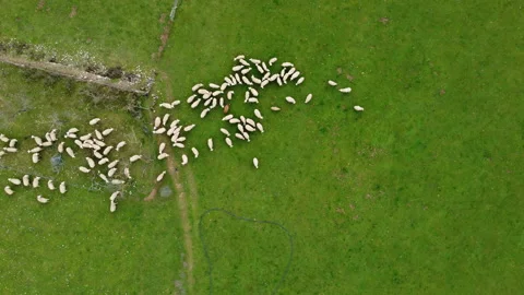 Top view over a flock of white sheep with one brown sheep grazing Stock Footage 174375164