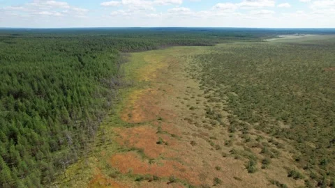 Top view over large colorful swamp at edge of forest. Stock Footage 161054498
