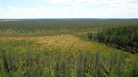 Top view over large colorful swamp at edge of forest. Stock Footage 161054500