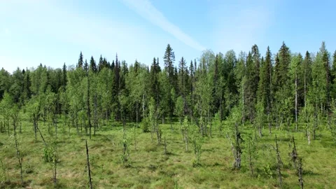 Top view over large colorful swamp at edge of forest. Stock Footage 161054532