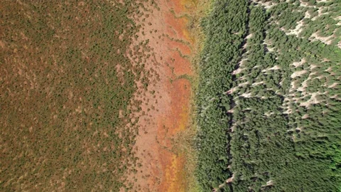 Top view over large colorful swamp at edge of forest. Stock Footage 161054579