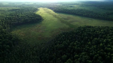 Top view over large colorful swamp at edge of forest. Stock Footage 161054592
