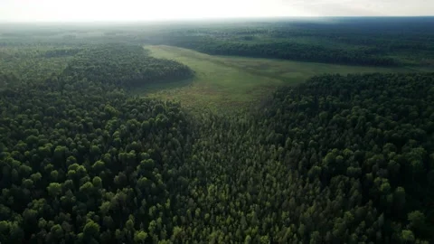 Top view over large colorful swamp at edge of forest. Stock Footage 161568527