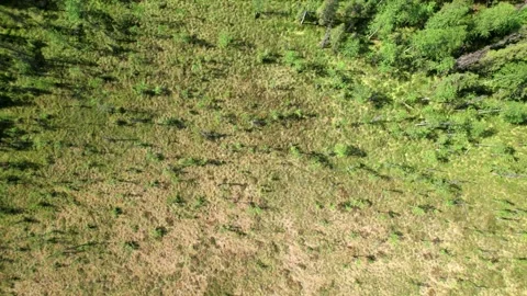 Top view over large colorful swamp at edge of forest. Stock Footage 164597697