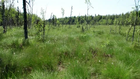 Top view over large colorful swamp at edge of forest. Stock Footage 164597741