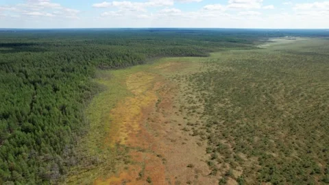 Top view over large colorful swamp at edge of forest. Stock Footage 164598566