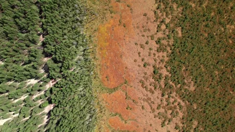 Top view over large colorful swamp at edge of forest. Stock Footage 164598635