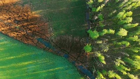 Top view over meadow and forest. Shadow of trees falls on the meadow Stock Footage 161018040