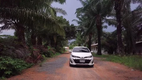 Top view over oil palm plantations in Thailand Stock Footage 161536817