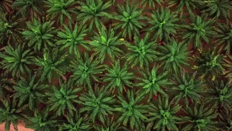 Top view over oil palm plantations in Thailand Stock Footage 161536847