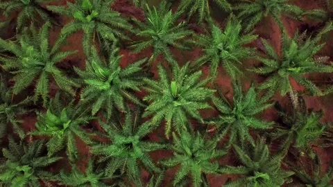 Top view over oil palm plantations in Thailand Stock Footage 161872708