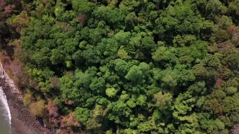 Top view over oil palm plantations in Thailand Stock Footage 163361589