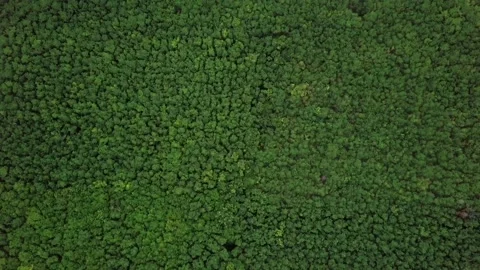 Top view over oil palm plantations in Thailand Stock Footage 163361738