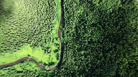 Top view over river flowing in forest. Aerial view. Stock Footage 161568169