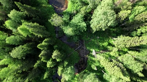 Top view over river flowing in forest. Aerial view 库存影片 164597507