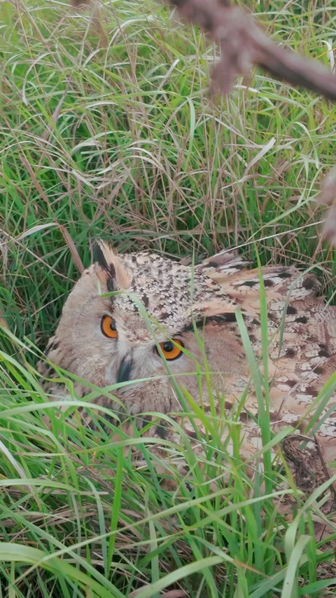 Top view of owl perched in grass and staring intensely with its eyes focused on Vídeo Stock 331609794