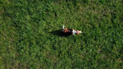 Top view the owner teach command with dog beagle at grass outdoors in a green Stock Footage 163920120