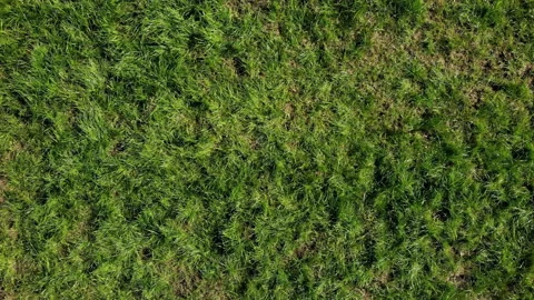 Top view the owner teach command with dog beagle at grass outdoors in a green Video stock 165618706