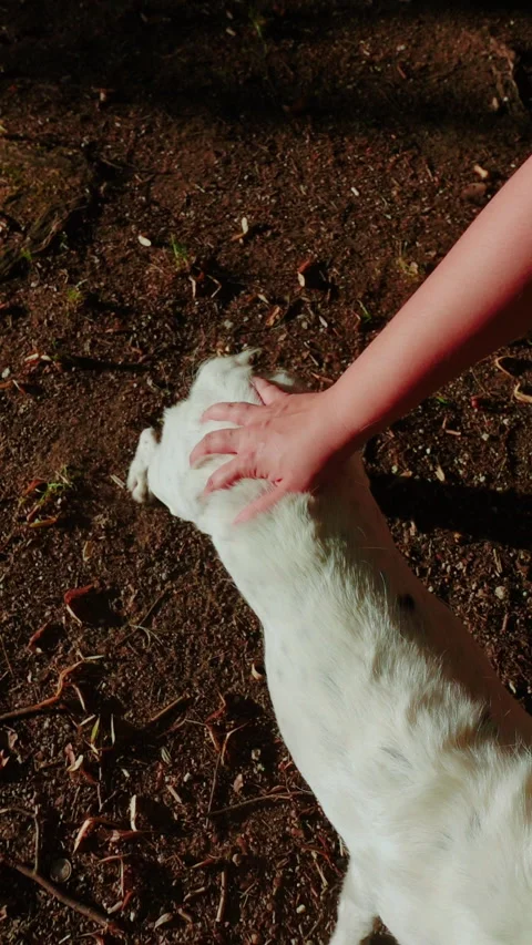 Top view of the owner of a white mutt pulling his hair out with his hands Video stock 280482855