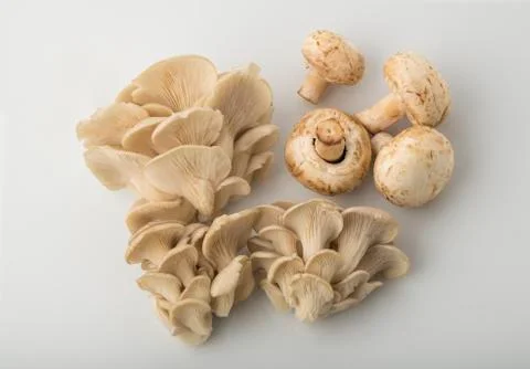 Top View of Oyster and Button Mushrooms Isolated on White Background Stock Photos