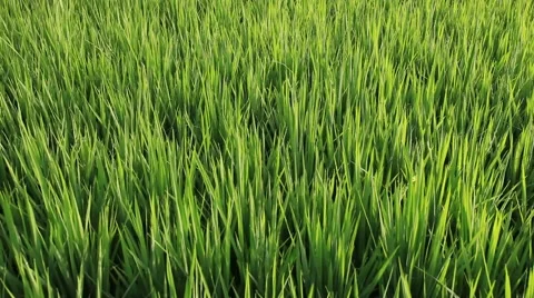 Top view of paddy field, panning bottom up Stock Footage 58292072