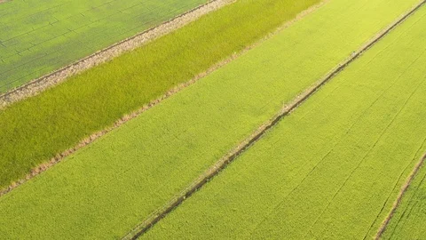 Top view of Paddy rice field Stock Footage 122455835
