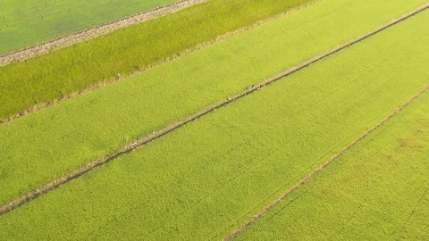 Top view of Paddy rice field Stock Footage 122455881
