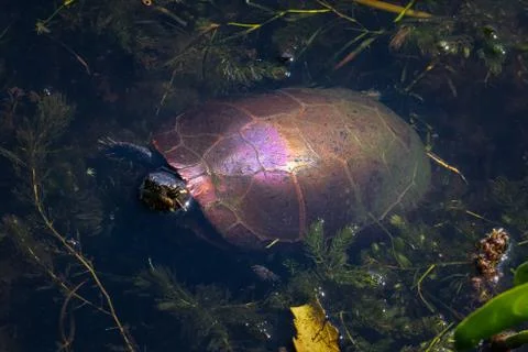 Top view of painted turtle swimming through aquatic plants  in pond Stock Photos