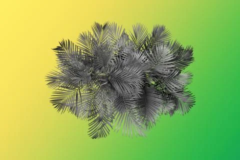 Top view palm leaves tree for summer background Stock Photos