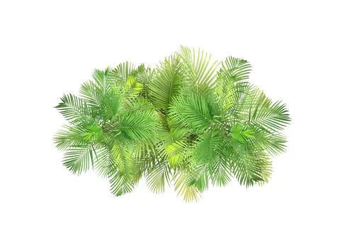 Top view palm leaves tree isolated on white background Stock Photos
