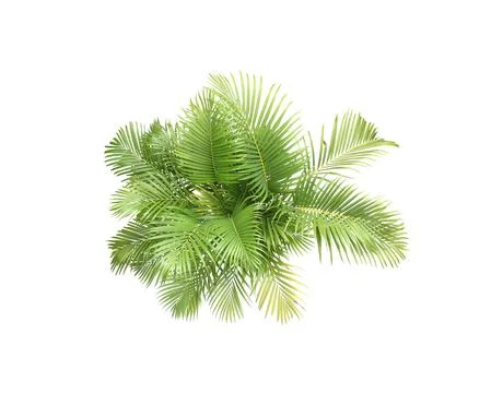 Top view palm leaves tree isolated on white background Stock Photos