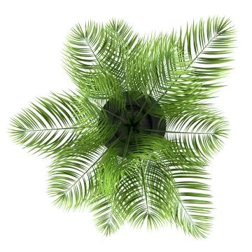 Top view of palm tree in black pot isolated on white background Illustrazione stock