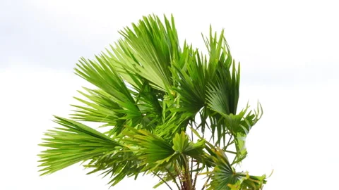 Top view of palm tree blowing violently in strong wind under overcast sky Stock Footage 340185845