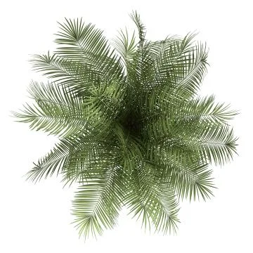 Top view of palm tree isolated on white background Stock Illustration