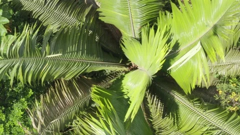 Top view of palm tree leaves that are rustling in the wind Stock Footage 146753467