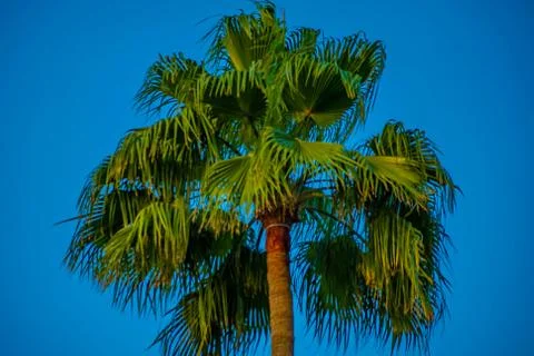 Top view of palm tree on lightblue sky background in Citywalk Stockfoto's