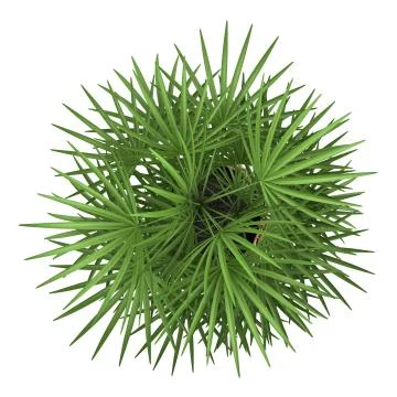 Top view of palm tree in pot isolated on white background Illustrazione stock